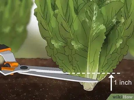 Immagine titolata Harvest Romaine Lettuce Step 2