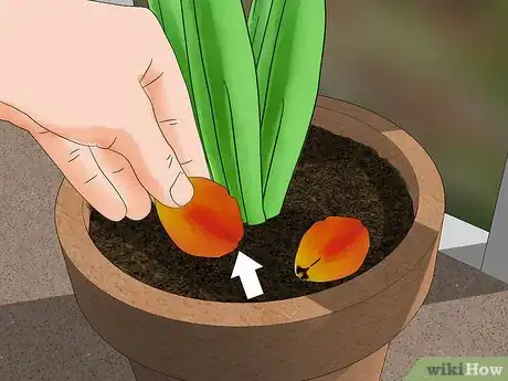 Immagine titolata Grow Tulips in Pots Step 13