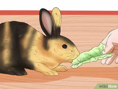 Immagine titolata Treat Heat Stroke in Rabbits Step 19
