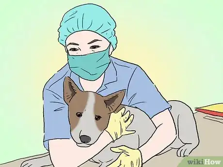 Immagine titolata Become a Veterinarian Step 3