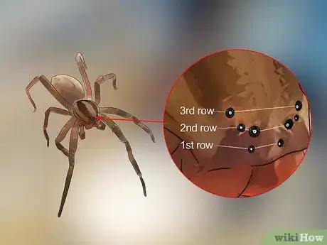Immagine titolata Identify a Brazilian Wandering Spider Step 3