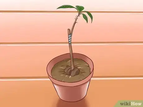 Immagine titolata Grow Avocados Step 16