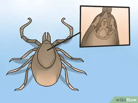 Immagine titolata Identify a Deer Tick Step 7