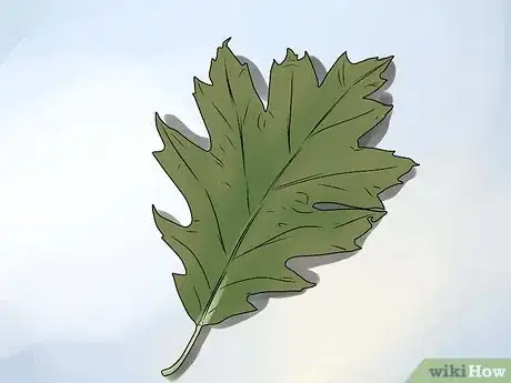 Immagine titolata Identify Oak Leaves Step 14