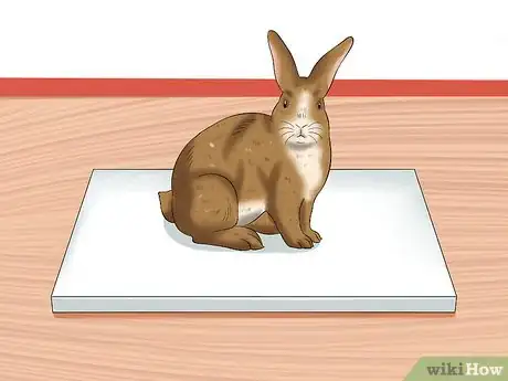 Immagine titolata Treat Heat Stroke in Rabbits Step 16