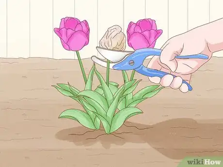 Immagine titolata Care for Tulips Step 13