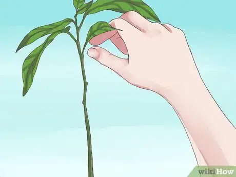 Immagine titolata Grow Avocados Step 11