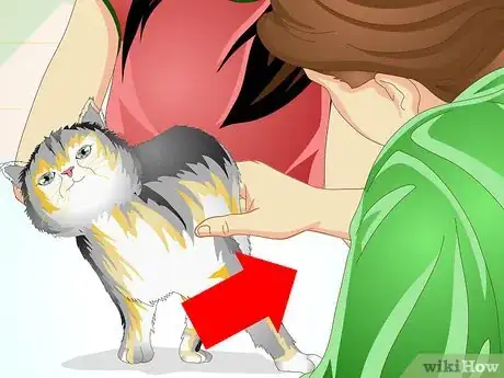 Immagine titolata Check a Cat's Temperature Step 2