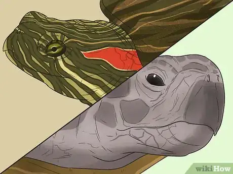 Immagine titolata Tell the Difference Between a Tortoise, Terrapin and Turtle Step 7