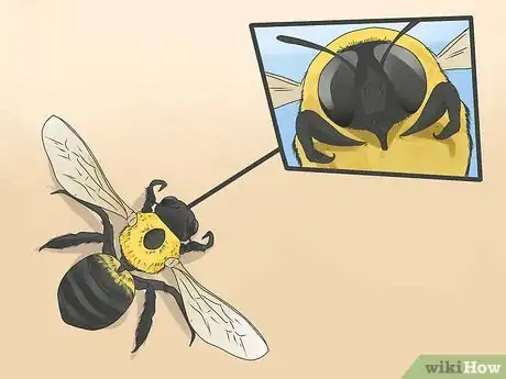 Immagine titolata Identify Carpenter Bees Step 3