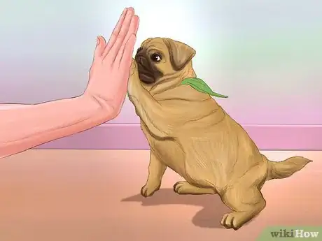 Immagine titolata Live with a Pug Dog Step 4