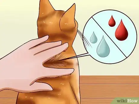 Immagine titolata Give a Cat an Injection Step 10