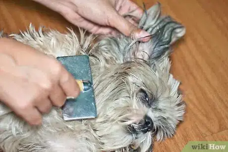 Immagine titolata Brush Mats out of Dog Hair Step 3