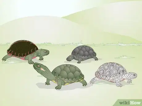 Immagine titolata Keep a Turtle Healthy Step 8