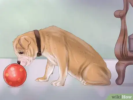 Immagine titolata Groom a Dog Step 4