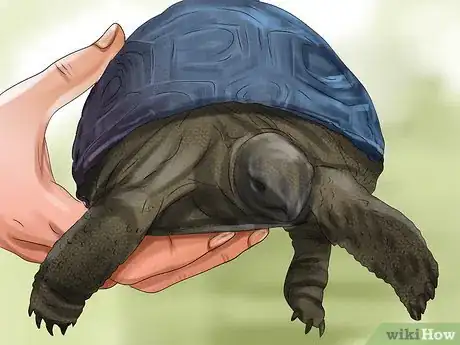 Immagine titolata Tell a Turtle's Age Step 1