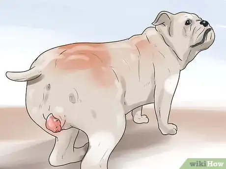 Immagine titolata Help Your Dog Whelp or Deliver Puppies Step 13