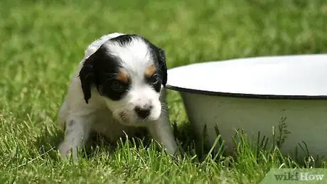 Immagine titolata Bathe Your Puppy Step 7