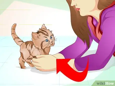 Immagine titolata Get a Sick Kitten to Eat Step 14