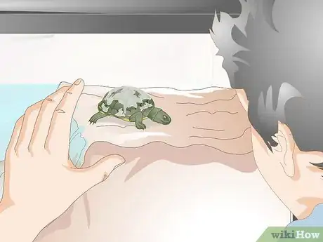 Immagine titolata Keep a Turtle Healthy Step 7