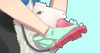 Avviare un Allevamento di Pecore