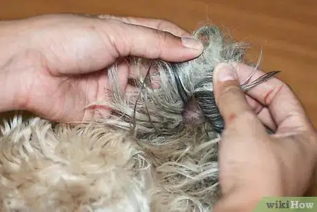 Immagine titolata Brush Mats out of Dog Hair Step 6