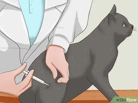 Immagine titolata Give a Cat an Injection Step 14