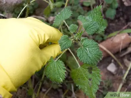 Immagine titolata Make Nettle Tea Step 4