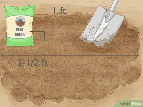 Immagine titolata Grow Blueberries Step 6
