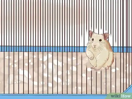 Immagine titolata Keep a Happy Hamster Step 1