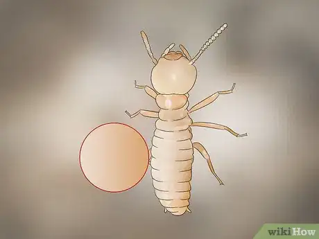 Immagine titolata Identify Termite Larvae Step 2