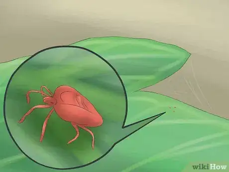 Immagine titolata Get Rid of Red Spider Mites Organically Step 8