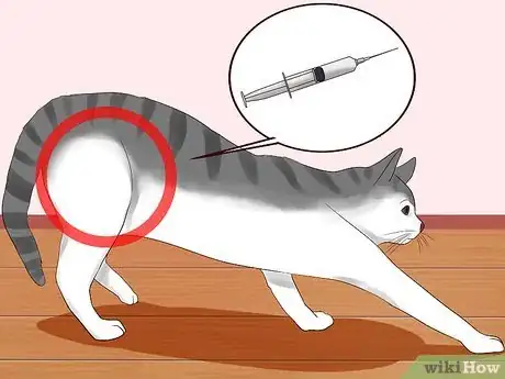 Immagine titolata Give a Cat an Injection Step 12