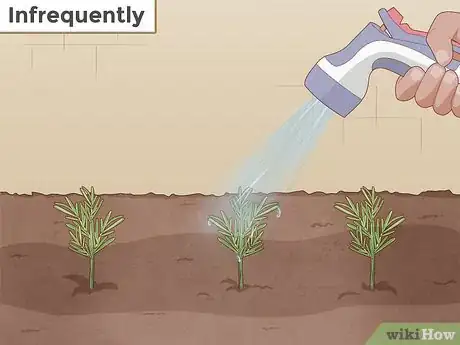 Immagine titolata Grow Rosemary Step 5