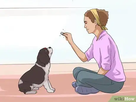Immagine titolata Train Cavalier King Charles Spaniels Step 12