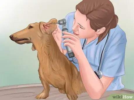 Immagine titolata Groom a Dog Step 8