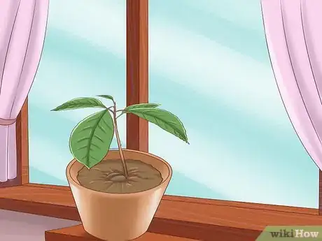 Immagine titolata Grow Avocados Step 10