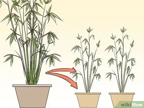 Immagine titolata Care for an Indoor Bamboo Plant Step 7