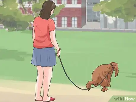 Immagine titolata Train Cavalier King Charles Spaniels Step 1