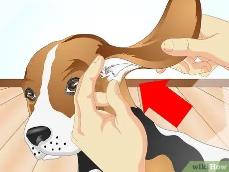 Immagine titolata Determine if Your Dog Has Food Allergies Step 2