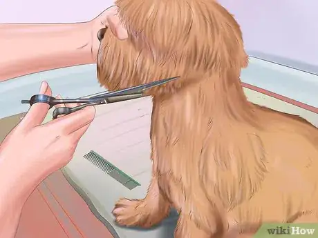 Immagine titolata Groom a Dog Step 5