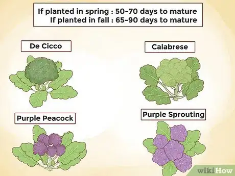 Immagine titolata Grow Broccoli Step 19