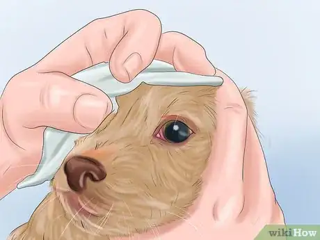 Immagine titolata Groom a Dog Step 6