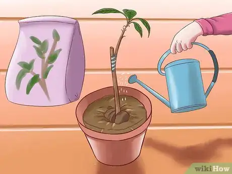 Immagine titolata Grow Avocados Step 18