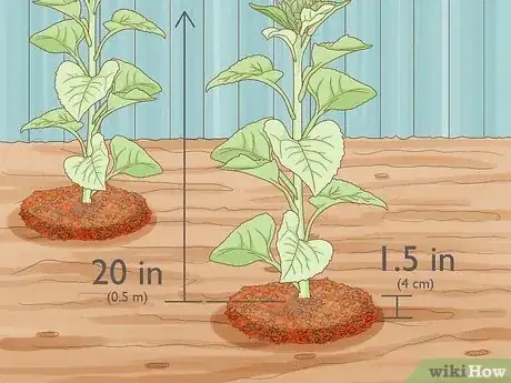 Immagine titolata Grow Sunflowers Step 12