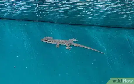 Immagine titolata Catch a Common House Lizard and Keep It As a Pet Step 1