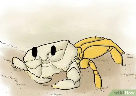 Immagine titolata Feed Sand Crabs Step 1