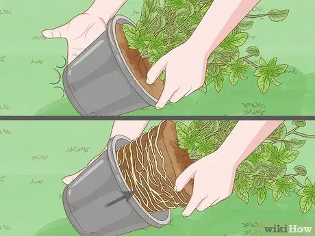 Immagine titolata Grow Blueberries Step 9