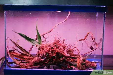 Immagine titolata Catch a Common House Lizard and Keep It As a Pet Step 7