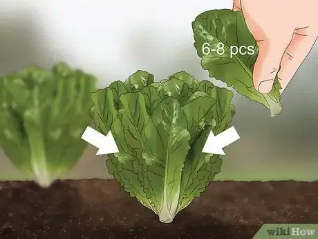 Immagine titolata Harvest Romaine Lettuce Step 8